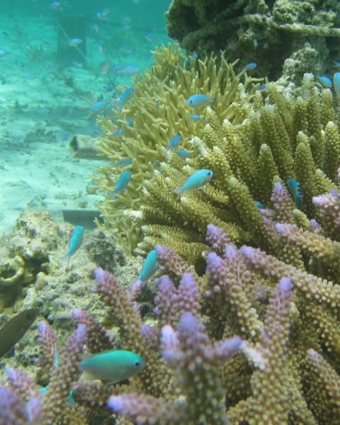 Blue fish moving through a living Pacific coral reef